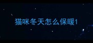 猫咪冬天怎么保暖