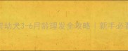 玩具贵宾幼犬3-6月龄理发全攻略新手必看护理指南