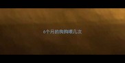 6个月的狗狗喂几次