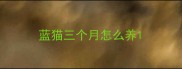 蓝猫三个月怎么养
