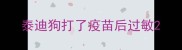泰迪狗打了疫苗后过敏