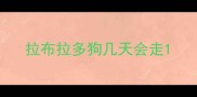 拉布拉多狗几天会走