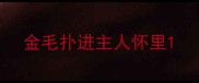 金毛扑进主人怀里