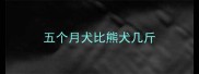 五个月犬比熊犬几斤