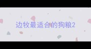 边牧最适合的狗粮