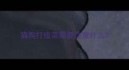 猫狗打疫苗需要注意什么