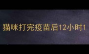 猫咪打完疫苗后12小时