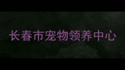 长春市宠物领养中心