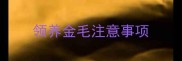 领养金毛注意事项