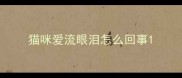 猫咪爱流眼泪怎么回事