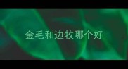 金毛和边牧哪个好