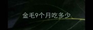 金毛9个月吃多少