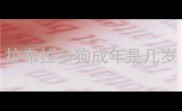拉布拉多狗成年是几岁