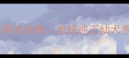 北京顺义拉布拉多犬舍推荐全攻略血统纯正幼犬养护指南附避坑清单