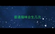 普通猫咪会生几次