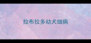 拉布拉多幼犬细病