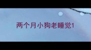 两个月小狗老睡觉