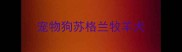 宠物狗苏格兰牧羊犬