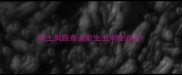 母土狗跟泰迪能生出来泰迪么