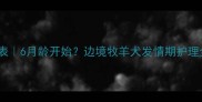 边牧发情期时间表6月龄开始边境牧羊犬发情期护理全攻略附图片