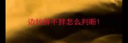 边牧胖不胖怎么判断