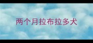 两个月拉布拉多犬