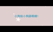 小狗给小狗舔眼睛