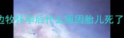边牧怀孕后什么原因胎儿死了