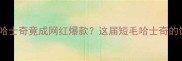 逆袭毛特别短的哈士奇竟成网红爆款这届短毛哈士奇的饲养指南太绝了