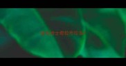 金毛哈士奇拉布拉多