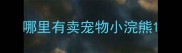 哪里有卖宠物小浣熊