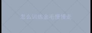 怎么训练金毛慢慢走