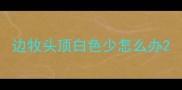 边牧头顶白色少怎么办