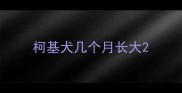 柯基犬几个月长大