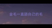 金毛一直舔自己的毛