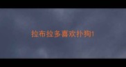 拉布拉多喜欢扑狗