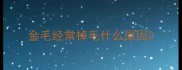 金毛经常掉毛什么原因