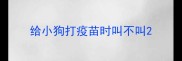 给小狗打疫苗时叫不叫