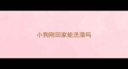 小狗刚回家能洗澡吗