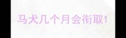 马犬几个月会衔取
