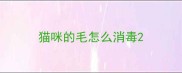 猫咪的毛怎么消毒