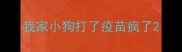 我家小狗打了疫苗疯了