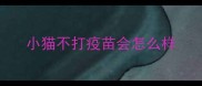 小猫不打疫苗会怎么样