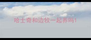 哈士奇和边牧一起养吗
