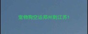 宠物狗空运郑州到江苏