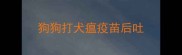狗狗打犬瘟疫苗后吐