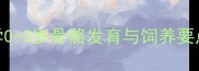 雪纳瑞成长时间表科学0-3岁骨骼发育与饲养要点附分阶段护理指南