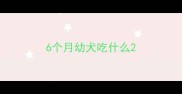 6个月幼犬吃什么