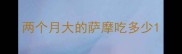 两个月大的萨摩吃多少