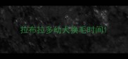 拉布拉多幼犬换毛时间